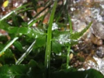 Hymenasplenium triquetrum (33)