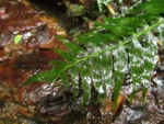 Hymenasplenium triquetrum (32)