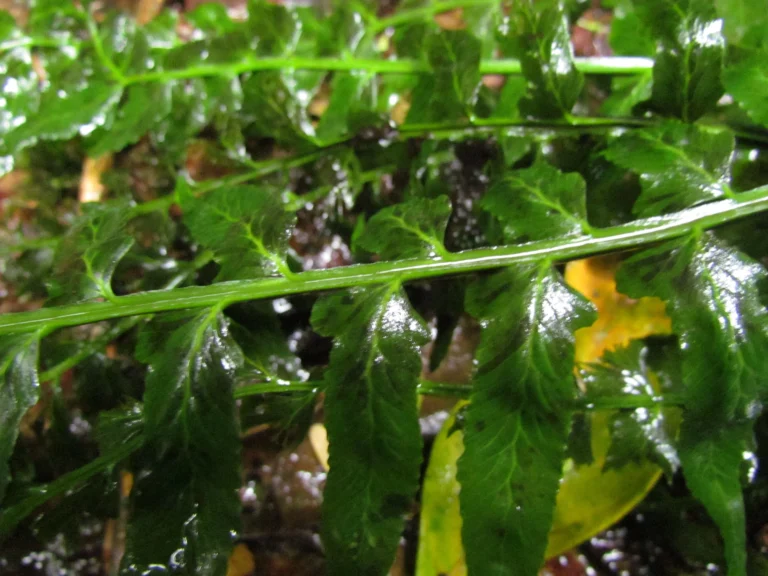Hymenasplenium triquetrum (28)