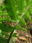 Hymenasplenium triquetrum (23)