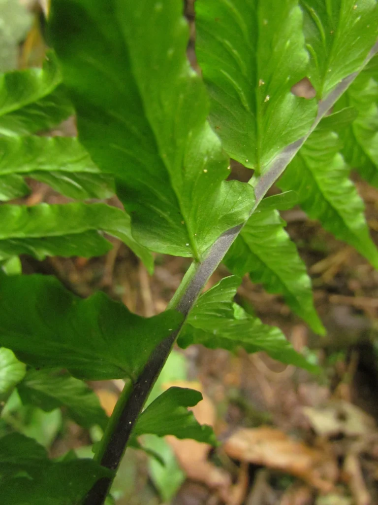Hymenasplenium triquetrum (23)