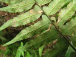Hymenasplenium triquetrum (20)