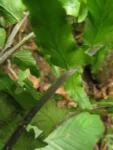 Hymenasplenium triquetrum (22)
