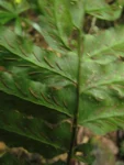 Hymenasplenium triquetrum (14)