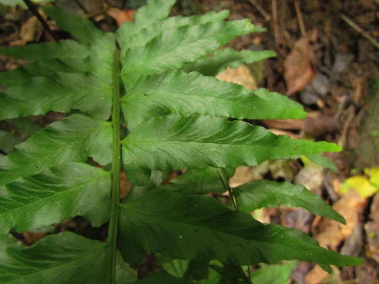 Hymenasplenium triquetrum (7)