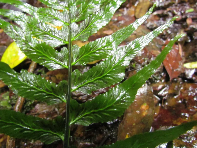 Hymenasplenium triquetrum (3)