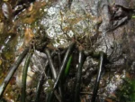 Hymenasplenium triquetrum (1)