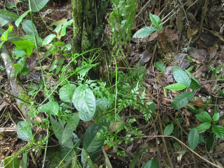 Asplenium scandicinum (22)