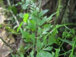 Asplenium scandicinum (19)