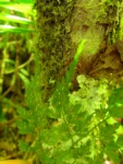 Asplenium scandicinum (17)