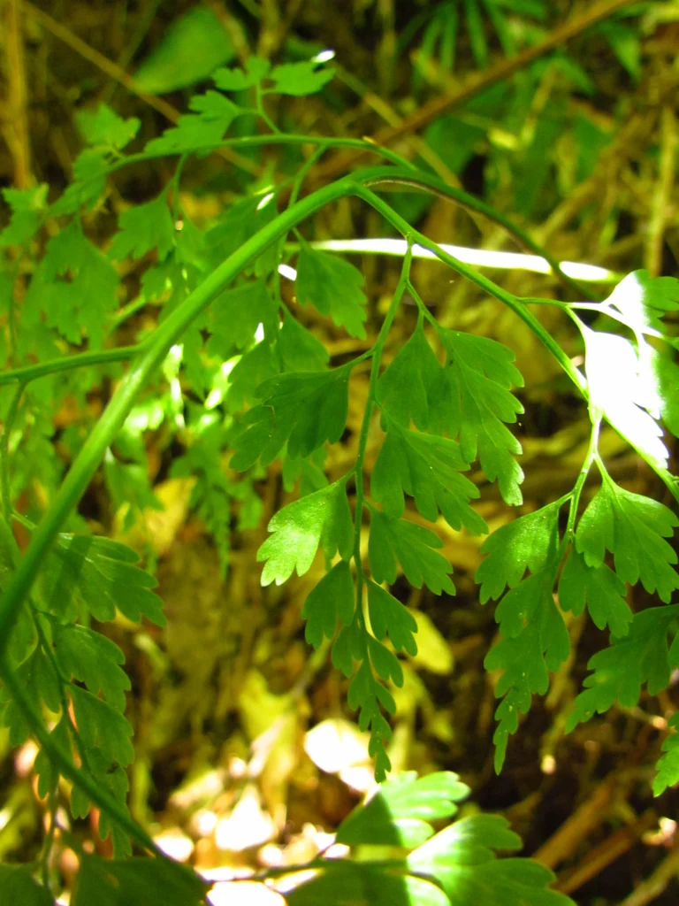 Asplenium scandicinum (10)