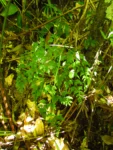 Asplenium scandicinum (11)