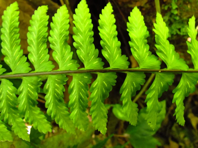 Asplenium pteropus (11)