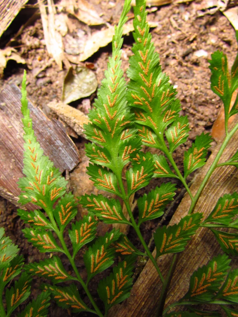 Asplenium martianum (17)