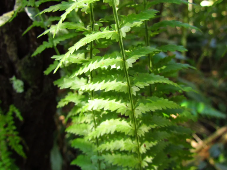 Asplenium mucronatum (2)