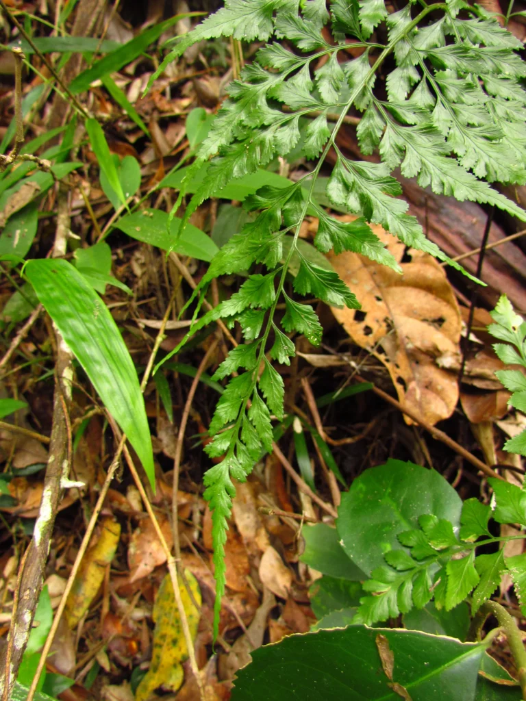 Asplenium martianum (12)