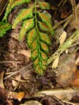 Asplenium martianum (3)