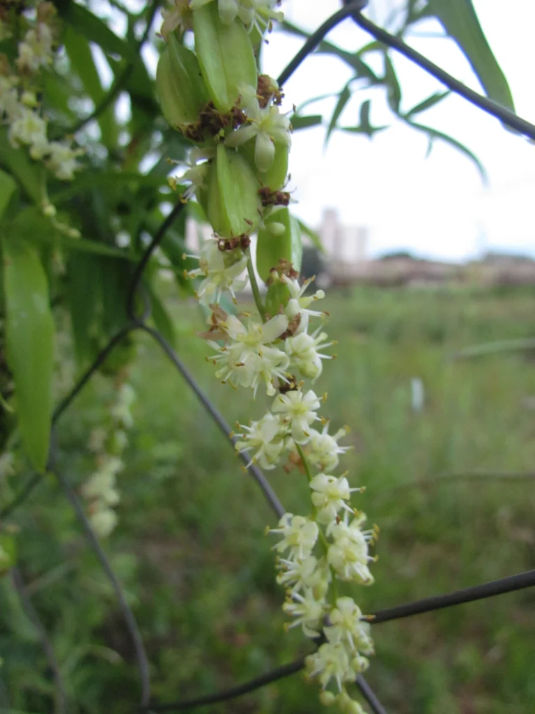 Herreria montevidensis (27)
