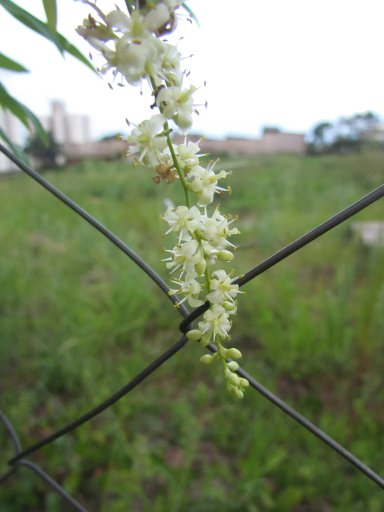 Herreria montevidensis (21)