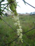Herreria montevidensis (19)