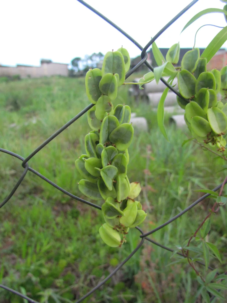 Herreria montevidensis (17)