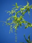 Herreria montevidensis (13)