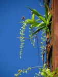 Herreria montevidensis (2)