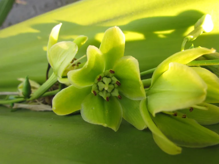 Furcraea foetida (23)