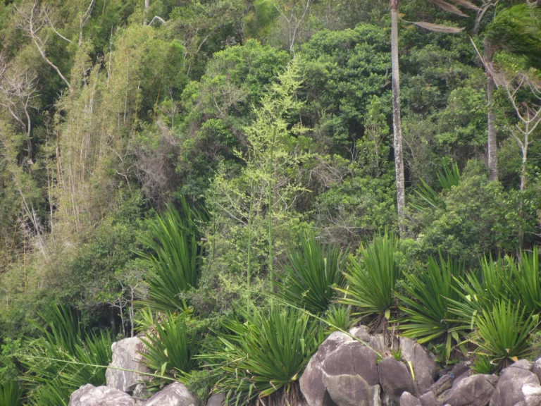 Furcraea foetida (16)