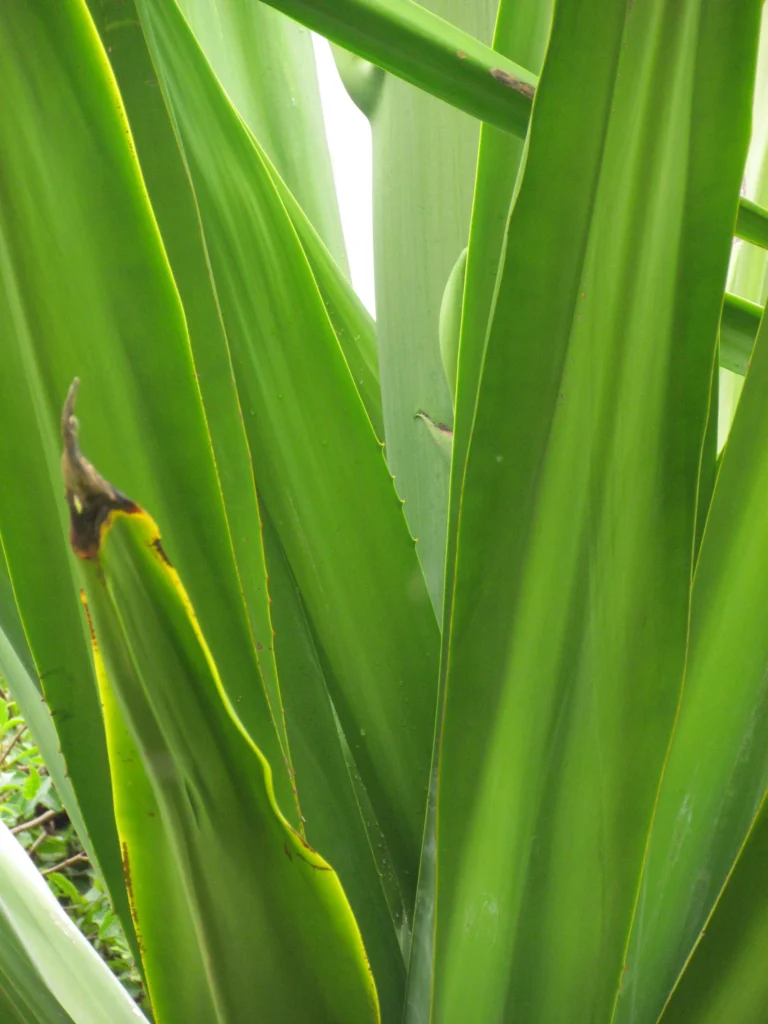 Furcraea foetida (9)
