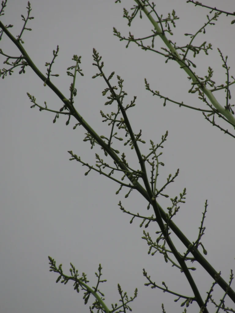 Furcraea foetida (6)