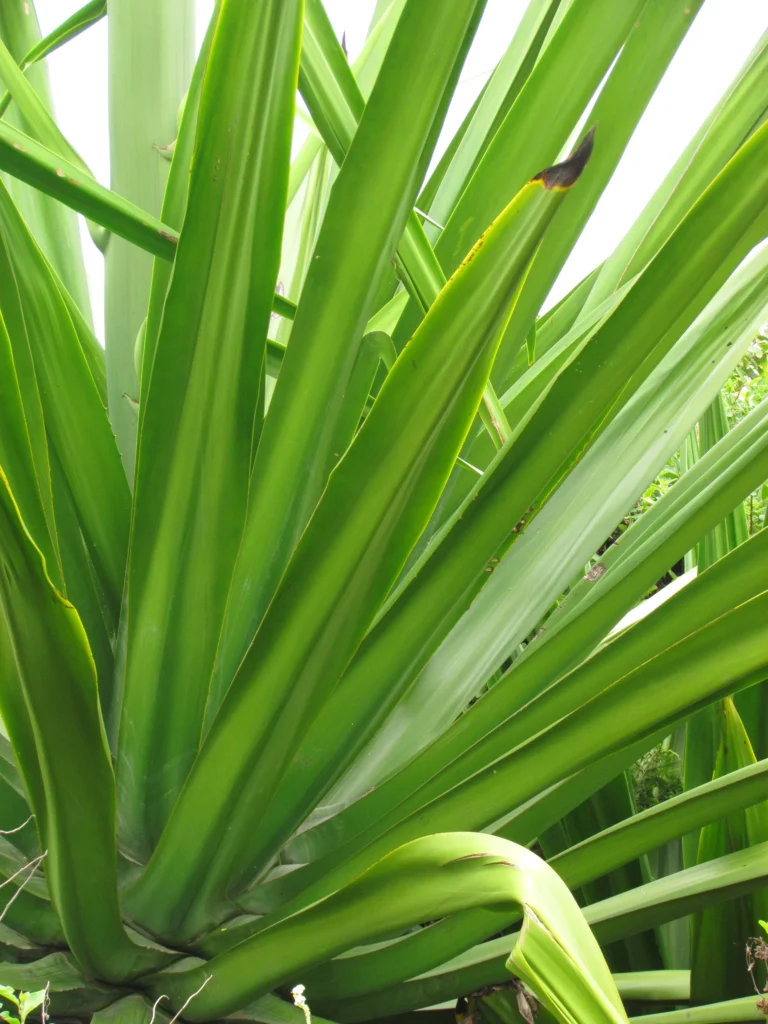 Furcraea foetida (1)