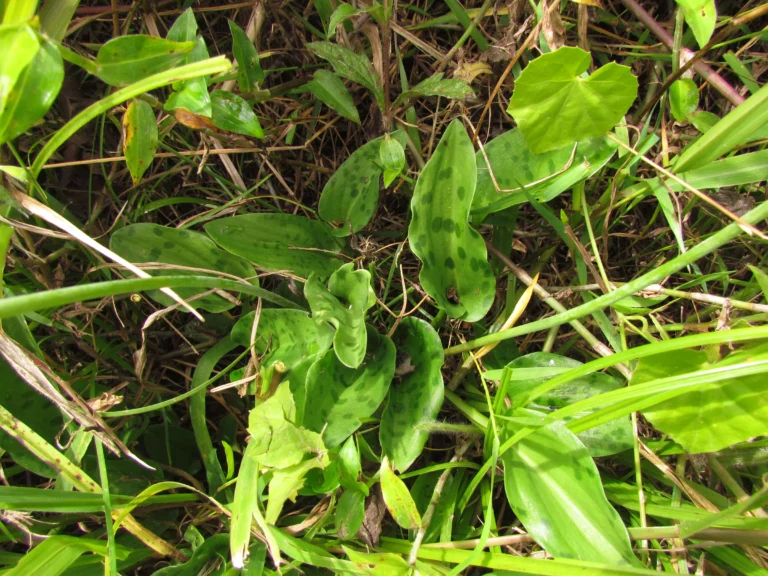 Drymiopsis maculata (11)