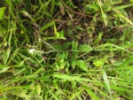 Drymiopsis maculata (9)
