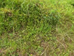 Drymiopsis maculata (5)