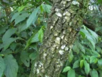 Cordyline sellowiana (11)
