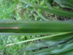 Cordyline sellowiana (9)