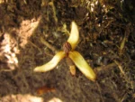 Prosopanche demogorgoni (36)