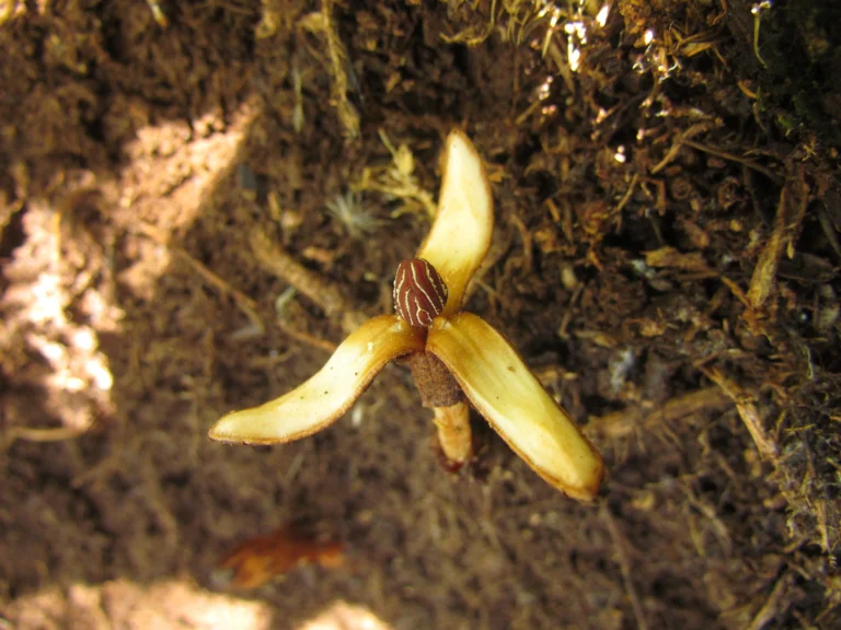 Prosopanche demogorgoni (36)