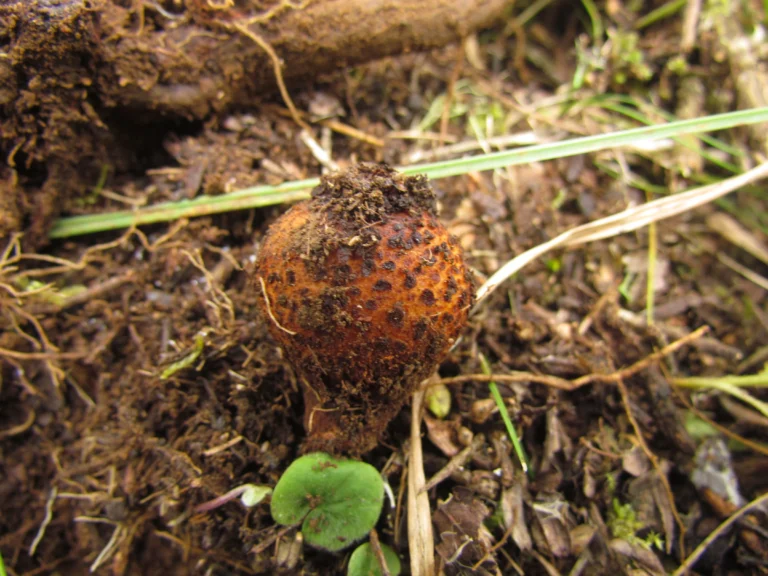Prosopanche demogorgoni (27)