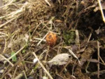 Prosopanche demogorgoni (16)