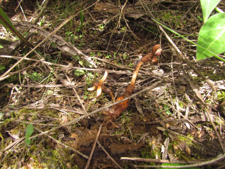 Prosopanche demogorgoni (11)