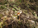 Prosopanche demogorgoni (9)