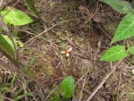 Prosopanche demogorgoni (6)