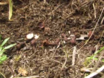 Prosopanche demogorgoni (40)