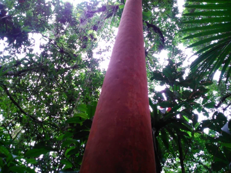 IMG-20181109-WA0041