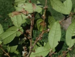 DSC02354