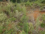 Rio do Sul, Progresso – RPPN Parque das Borboletas (177)