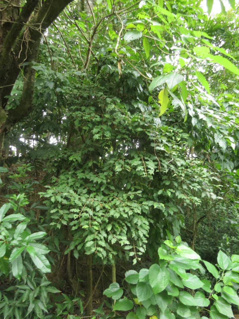 Rio do Sul, Hary Hobus (133)