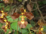 Rio do Sul, Albertina e jardim botanico (123)